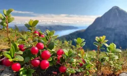 Aydın’ın Köylerinde Yetişiyor Faydası Saymakla Bitmiyor!