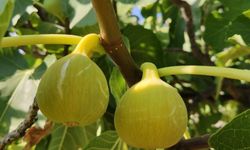 Kuyucak’ta çoklu satış: İki incir bahçesi ve bir arsa satışta