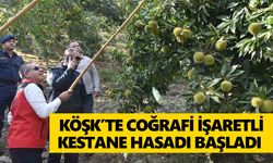 Köşk’te coğrafi işaretli kestane hasadı başladı