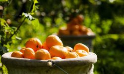 Raflarda Turuncu Mandalina Dönemi Kapandı! Uzmanlar Gerçeği Açıkladı