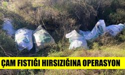 Aydın'da çam fıstığı hırsızlığına operasyon