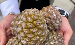 Aydın’ın çam fıstığı üretiminde sahip olduğu güç sahada incelendi