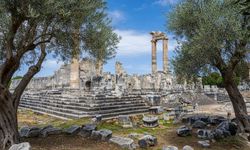 Gençay: Zeytin ağacı Didim’in hafızasıdır