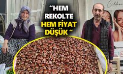 Nazilli'de kestane üreticisi dertli