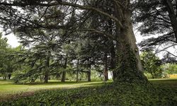 Evinin bahçesinde bu ağaçtan olanlara kötü haber geldi!