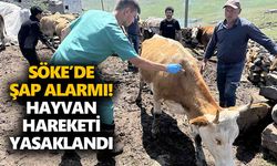 Söke’de şap alarmı! Hayvan hareketi yasaklandı