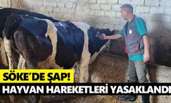 Söke’de şap! Hayvan hareketleri yasaklandı