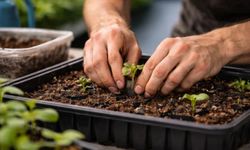 25 metrekarede sıfır maliyetle yetiştirdi! Ayda 75 bin TL kazanıyor