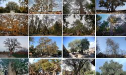 Türkiye’de binlerce anıt ağaç artık koruma altında