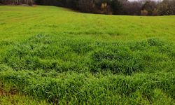 Aydın'da 3 bahçe için flaş karar! Devlet dairesi bu rakama satacak