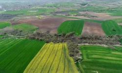 Aydın'da Devasa Alan Satılacak: Mahkeme İki Daire Fiyatı İstedi