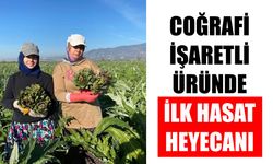 Aydın’da sezon hareketlendi: Coğrafi işaretli üründe ilk hasat heyecanı