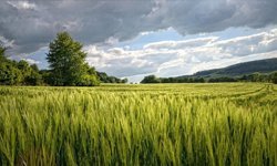 Aydın'da tarım için en uygun yerler açıklandı!