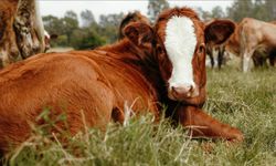 Damızlık hayvancılıkta izin zorunluluğu başlıyor