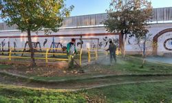 Efeler'in ağaç bakım ve budama çalışmaları sürüyor