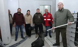 İncirliova’da nesli tükenme tehlikesindeki oklu kirpi doğaya salındı