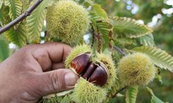 Aydın’da dikkat çeken satış: Kestane bahçesinin bir bölümü icradan alıcı arıyor