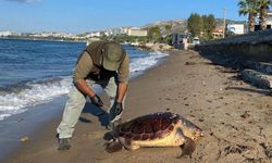 Kuşadası’nda 3 deniz kaplumbağası ölü bulundu