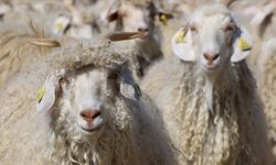 Tiftik için sözleşmeli üretim dönemi resmen başlıyor