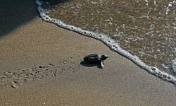 Türkiye’de bu yıl 106 bin 348 yavru kaplumbağa denizle buluştu