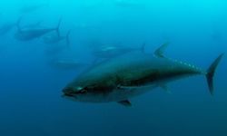 Türkiye'nin orkinos kotası rekor seviyeye çıktı