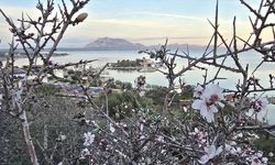 Kışın ortasında badem ağaçları çiçek açtı