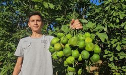 Aydın'da dev yatırım yüzleri güldürecek! Fiyatlar düşecek