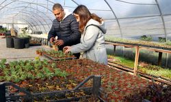 Söke Belediyesi serasında binlerce çiçek yetiştirildi