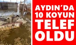 Aydın’da taşkın sonrası acı tablo: 10 koyun telef oldu