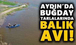 Aydın’da buğday tarlalarında balık avı!