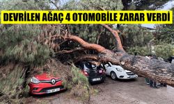 Aydın’da devrilen ağaç 4 otomobile zarar verdi