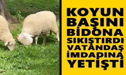 Aydın’da ilginç anlar! Koyun başını bidona sıkıştırdı, vatandaş imdadına yetişti