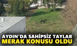 Aydın’da sahipsiz taylar merak konusu oldu