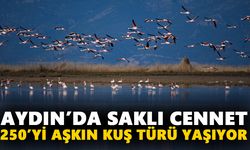 Aydın’da saklı cennet: 250’yi aşkın kuş türü yaşıyor