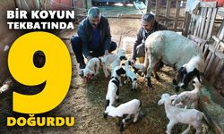 Bir koyun tek batında 9 doğurdu