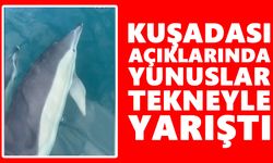 Kuşadası açıklarında yunuslar tekneyle yarıştı