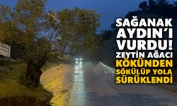 Sağanak Aydın’ı vurdu! Zeytin ağacı kökünden sökülüp yola sürüklendi