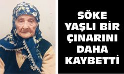 Söke yaşlı bir çınarını daha kaybetti