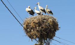 Söke’de olumsuz hava şartları leylekleri de rötar yaptırdı