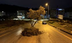 Söke’de sel suları zeytin ağacını kökünden söktü