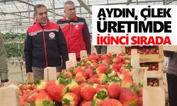 Aydın, çilek üretimde ikinci sırada: Hasat başladı