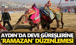 Aydın’da deve güreşlerine 'Ramazan' düzenlemesi