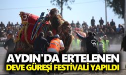 Aydın'da ertelenen deve güreşi festivali yapıldı
