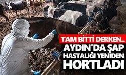 Aydın'da şap hastalığı yeniden hortladı