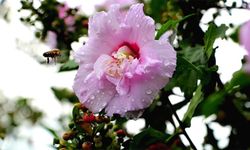 3. Cemre ne zaman düşecek? Baharın müjdecisi 3. cemre hangi gün nereye ve hangi tarihte düşecek? 2026 cemre tarihleri