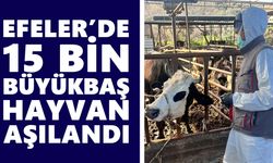 Efeler’de 15 bin büyükbaş hayvan aşılandı