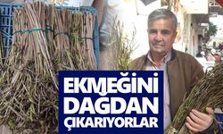 Nazilli'nin acı otu İzmir'e kadar gidiyor