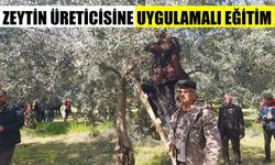 Koçarlılı zeytin üreticisine teknik gezi