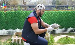 Kuşadası’nda Kaplumbağalara özel yaşam alanı