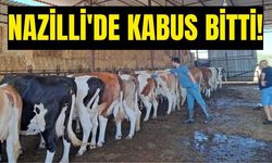 Nazilli’de hayvan alım satımı serbest bırakıldı